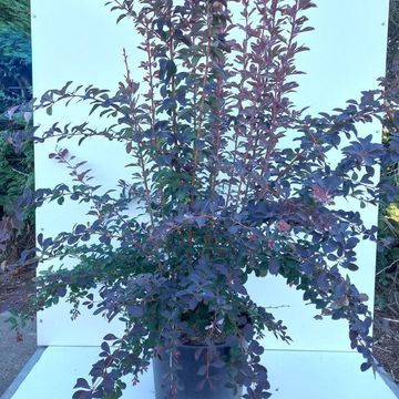 Berberis x ottawensis 'Auricoma'