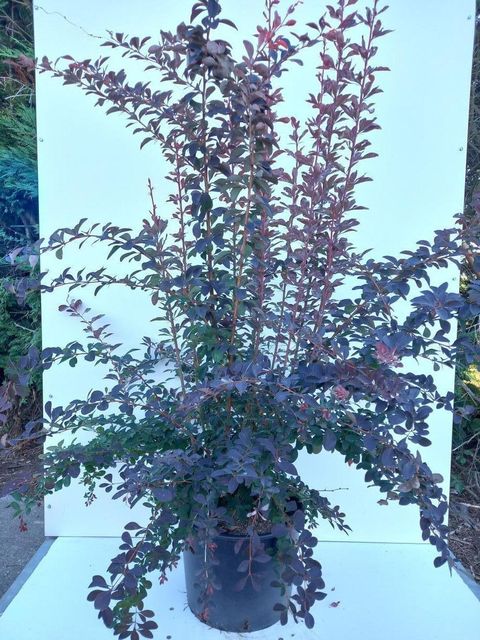 Berberis x ottawensis 'Auricoma'