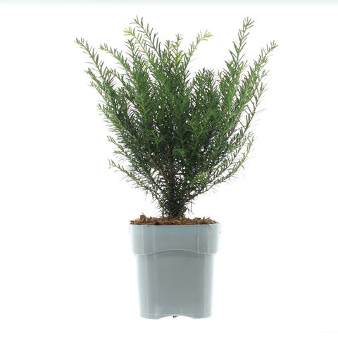 Taxus baccata