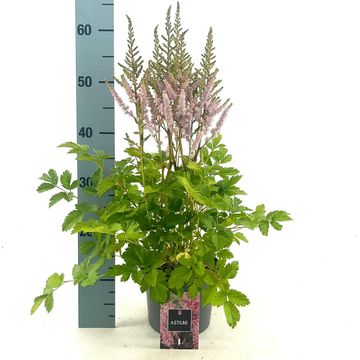 Astilbe chinensis 'Pumila'