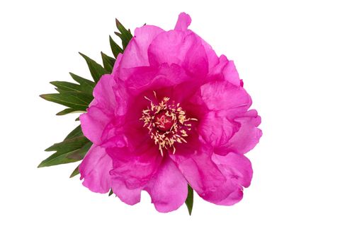 Paeonia 'First Arrival'