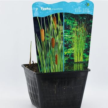 Typha angustifolia