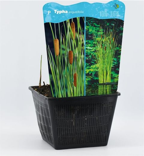 Typha angustifolia