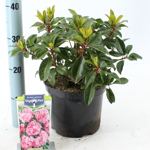 Kalmia latifolia 'Olympic Fire'