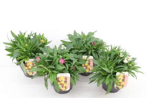 Xerochrysum bracteatum MIX
