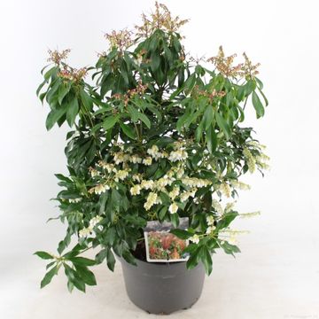 Pieris japonica 'Бонфаер'