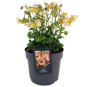 Geum PRETTICOATS PEACH