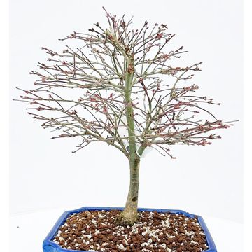 Acer palmatum 'Kiyohime'