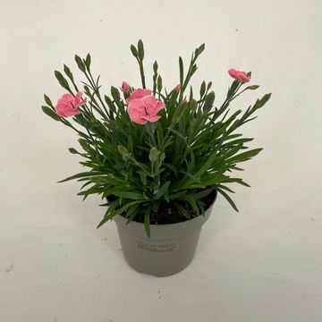 Dianthus DIANTICA PEACH PARTY