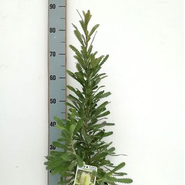 Banksia serrata