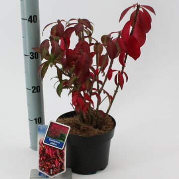 Euonymus alatus