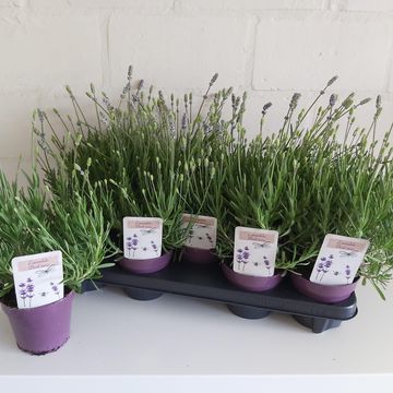 Lavandula angustifolia 'Think Twice'