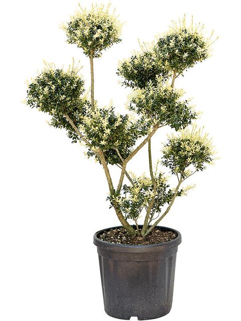 Ilex crenata