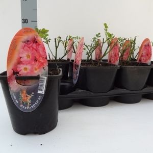 Rosa PINK BLANKET (About Plants Zundert BV)