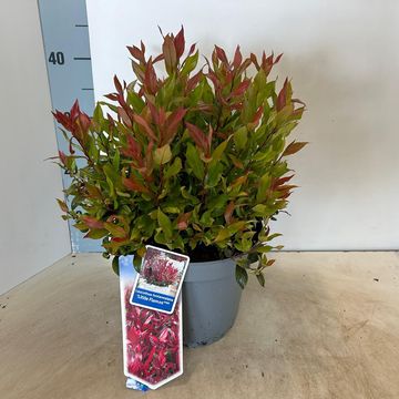 Leucothoe 'Little Flames'