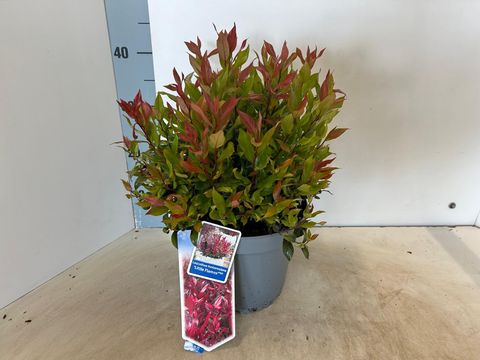 Leucothoe 'Little Flames'