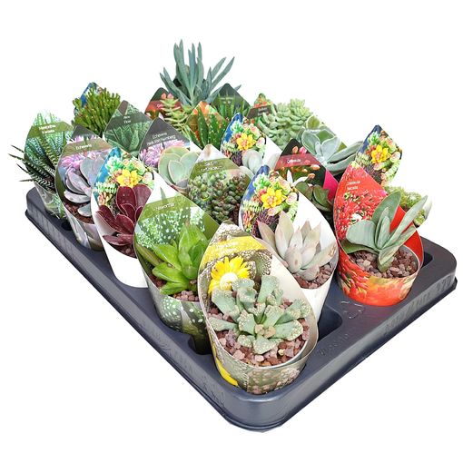 Succulente MIX