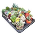 Succulenten MIX