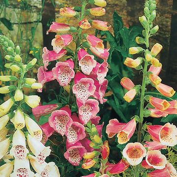 Digitalis purpurea 'Gloxiniiflora'