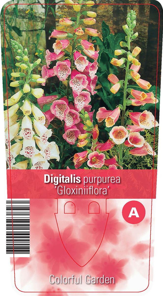 Bloomique - Set Di 3 Digitalis Purpurea 'Gloxiniiflora' - Piante Di Digitale Rosa, Alte 20-30 Cm, Vaso 9x9 Cm, Resistente All'Inverno