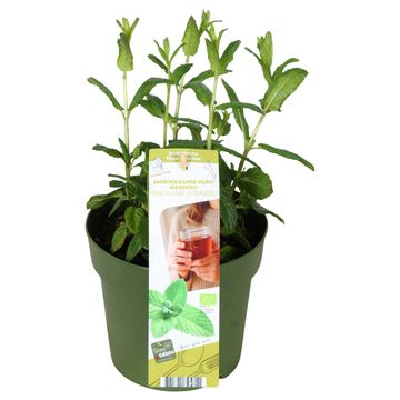 Mentha spicata 'Crispa'