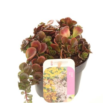 Sedum makinoi
