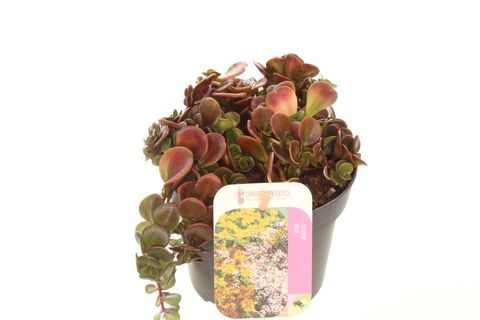 Sedum makinoi