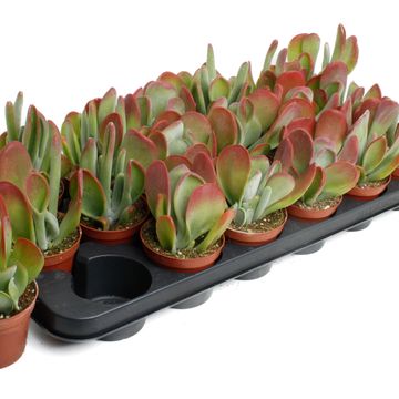 Kalanchoe thyrsiflora 'Oricula'