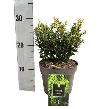 Berberis thunbergii 'Kobold'