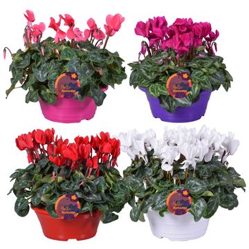 Cyclamen persicum SUPER SERIE S ALLURE MIX