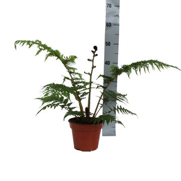 Cyathea cooperi