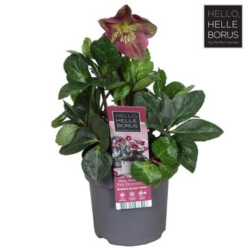 Helleborus Red December