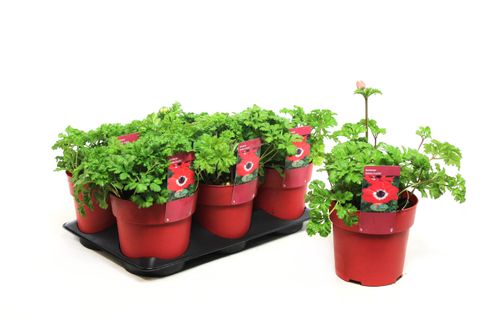 Anemone coronaria 'Animo Scarlet'