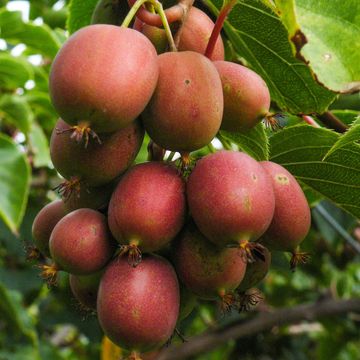 Actinidia arguta 'Ken's Red'