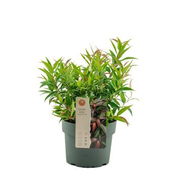 Leucothoe keiskei BURNING LOVE