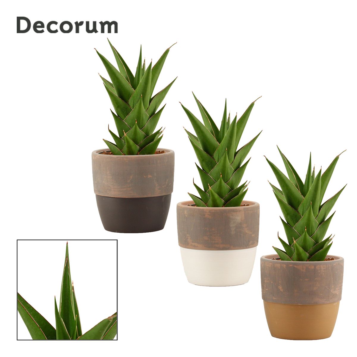 Sansevieria 'Temple Crown' — Рослини оптом FlorAccess