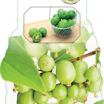 Actinidia arguta 'Issai'