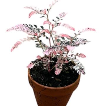 Phyllanthus urinaria 'Variegata'