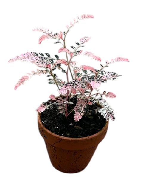 Phyllanthus urinaria 'Variegata'