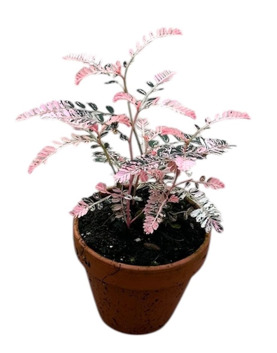 s*e様 2 Phyllanthus urinaria Variegate kqogrkfv9js21gddq738dbe5lnavbk