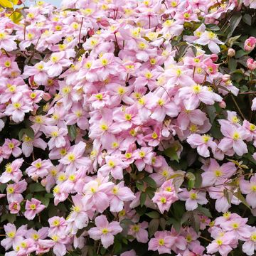 Clematis 'Mayleen' (M)