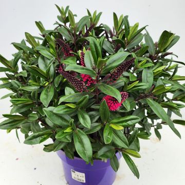 Hebe 'Tikitiki Pink'