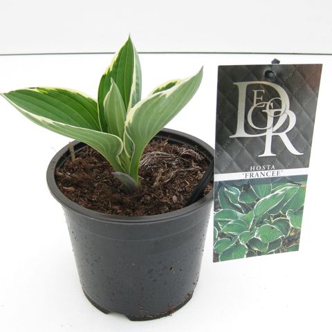 Hosta 'Francee'