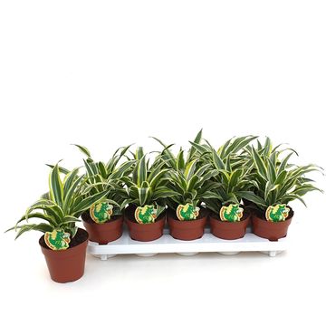 Dracaena fragrans 'Surprise'