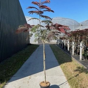 Albizia julibrissin 'Evey's Pride'
