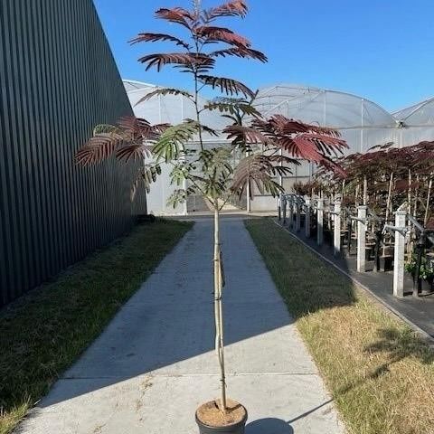 Albizia julibrissin 'Evey's Pride'