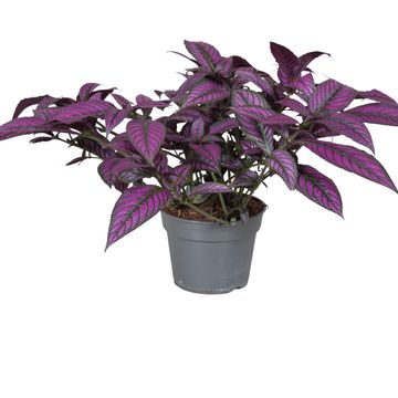 Strobilanthes dyeriana 'Metallica'