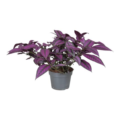 Strobilanthes dyeriana 'Metallica'