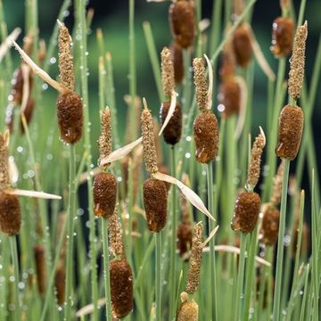 Typha minima