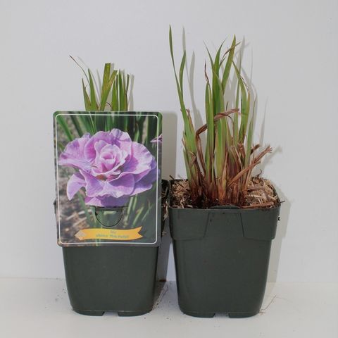 Iris sibirica 'Pink Parfait'